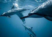 旺财28登录-【足协杯】格德斯鲁能生涯首次戴帽 鲁能5比0胜卓尔